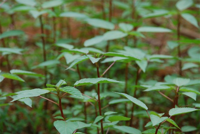 Rau đay và những bài thuốc chữa bệnh đừng bỏ qua - Ảnh 3.