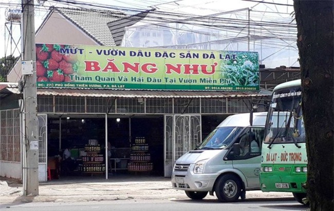 du khách, du lịch, dâu tây