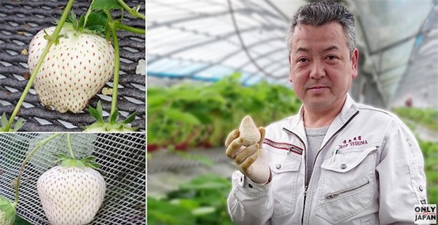 Có gì bên trong dâu tây trắng khổng lồ 200.000 đồng/quả độc nhất vô nhị tại Nhật Bản? - Ảnh 3.