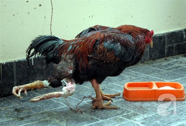 Gà chọi, thú chơi gà chọi, thị trường gà chọi