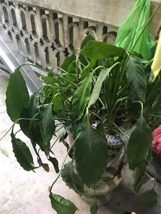 nang nong ky luc, trung ran khong can lua, chuoi cung chin chay - 3