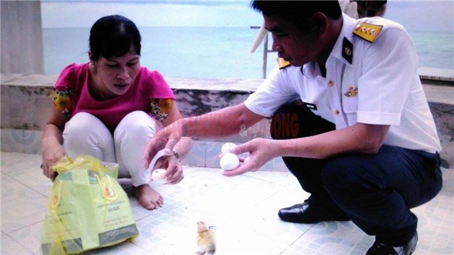 Trường Sa, đảo Tốc Tan, trứng vịt lộn