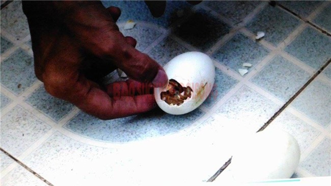 Trường Sa, đảo Tốc Tan, trứng vịt lộn