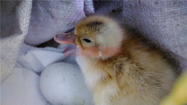 Trường Sa, đảo Tốc Tan, trứng vịt lộn