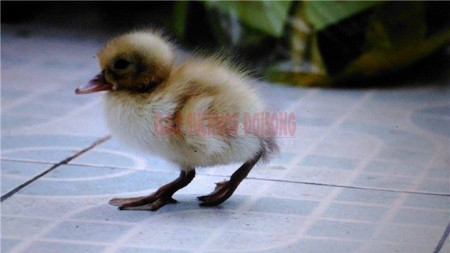 Trường Sa, đảo Tốc Tan, trứng vịt lộn