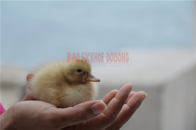 Trường Sa, đảo Tốc Tan, trứng vịt lộn