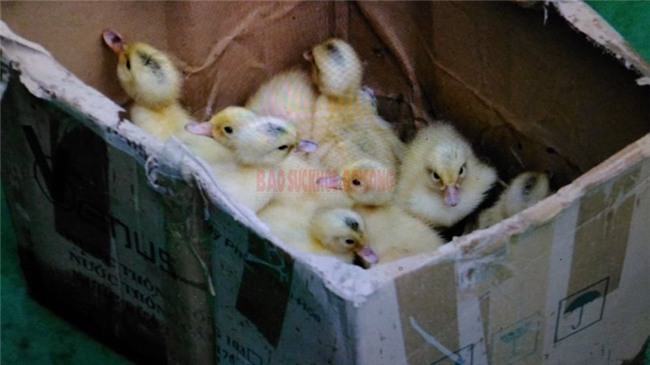 Trường Sa, đảo Tốc Tan, trứng vịt lộn