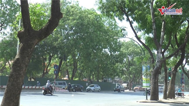 nắng nóng,nắng nóng kỷ lục,nóng kỷ lục,hàng cây,di dời cây xanh,Hà Nội
