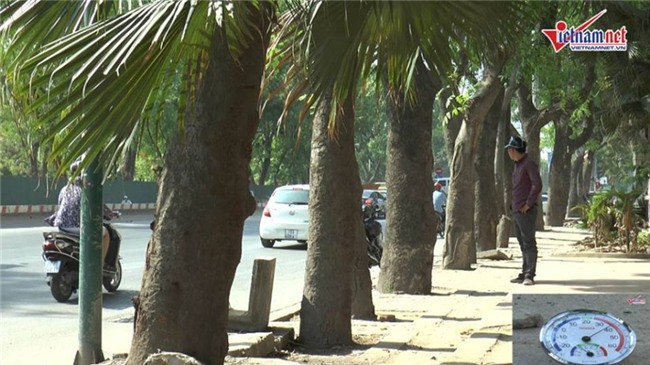 nắng nóng,nắng nóng kỷ lục,nóng kỷ lục,hàng cây,di dời cây xanh,Hà Nội