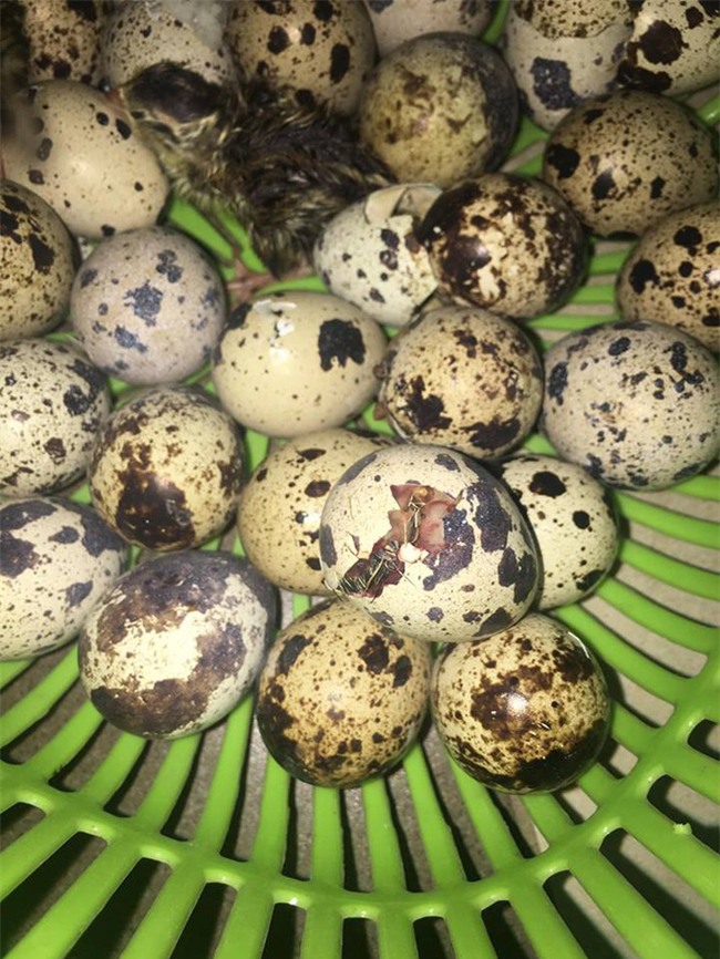 Mua trứng cút lộn về ăn giữa ngày nóng khủng khiếp, cô bé 15 tuổi bất ngờ trở thành mẹ đơn thân - Ảnh 3.