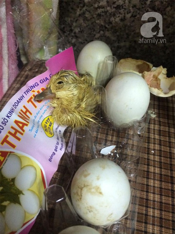 Mua trứng cút lộn về ăn giữa ngày nóng khủng khiếp, cô bé 15 tuổi bất ngờ trở thành mẹ đơn thân - Ảnh 6.