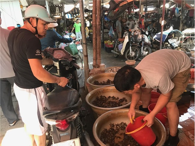 cua đồng, cua đồng tăng giá, nắng nóng kỷ lục