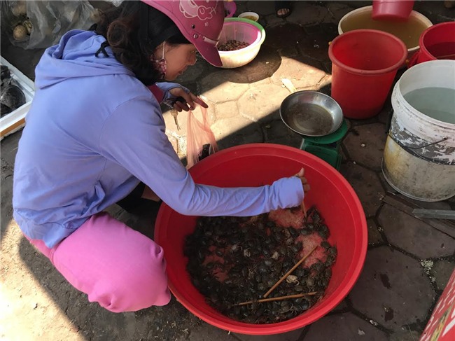 cua đồng, cua đồng tăng giá, nắng nóng kỷ lục