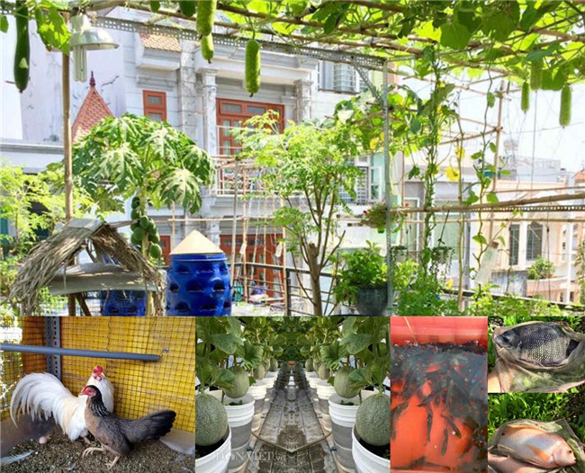 phuc lan bo 8x voi tai trong rau nuoi ga ca phu kin san thuong 80m² hinh anh 1