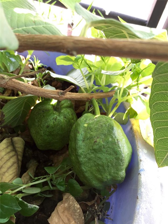 phuc lan bo 8x voi tai trong rau nuoi ga ca phu kin san thuong 80m² hinh anh 10