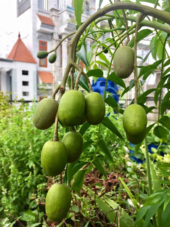 phuc lan bo 8x voi tai trong rau nuoi ga ca phu kin san thuong 80m² hinh anh 11