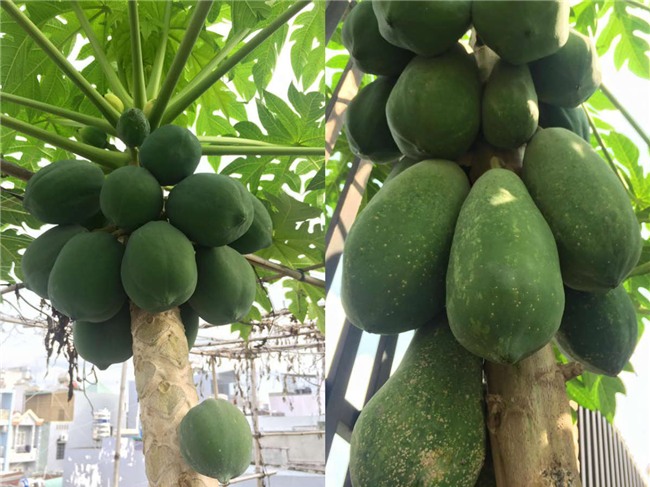 phuc lan bo 8x voi tai trong rau nuoi ga ca phu kin san thuong 80m² hinh anh 12