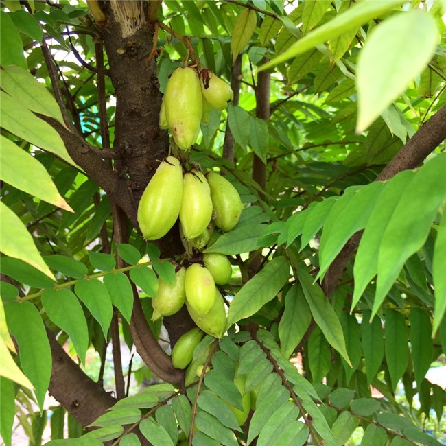 phuc lan bo 8x voi tai trong rau nuoi ga ca phu kin san thuong 80m² hinh anh 13