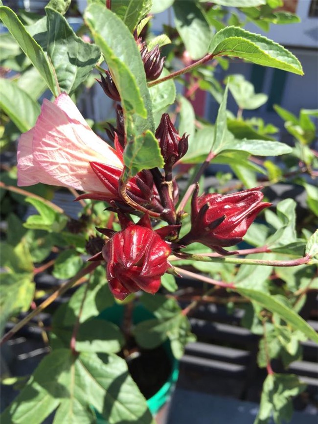 phuc lan bo 8x voi tai trong rau nuoi ga ca phu kin san thuong 80m² hinh anh 14