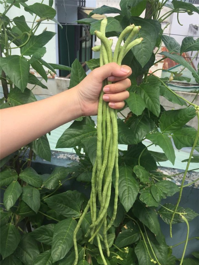 phuc lan bo 8x voi tai trong rau nuoi ga ca phu kin san thuong 80m² hinh anh 15