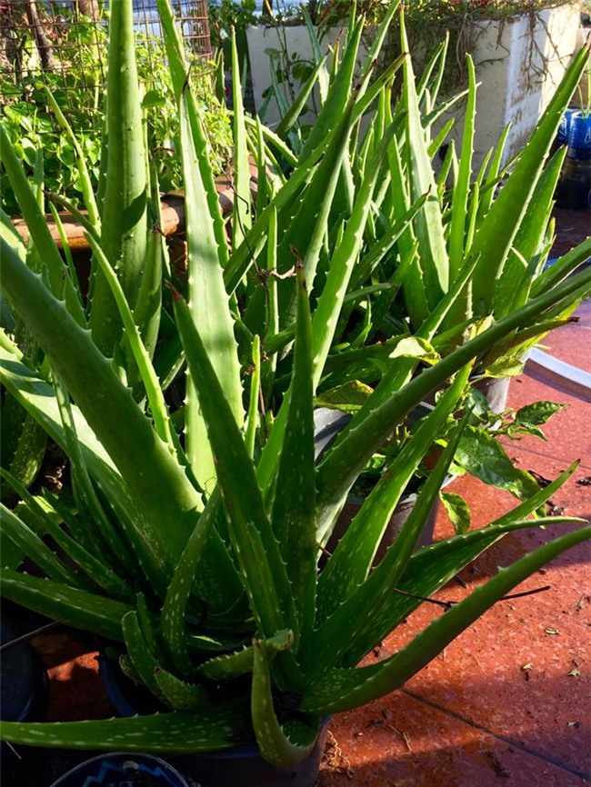 phuc lan bo 8x voi tai trong rau nuoi ga ca phu kin san thuong 80m² hinh anh 16