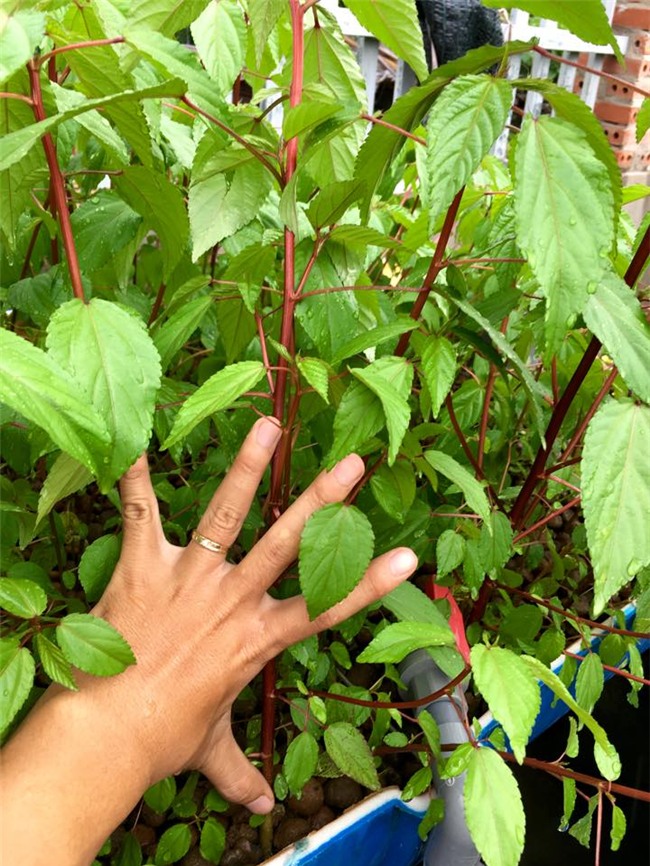 phuc lan bo 8x voi tai trong rau nuoi ga ca phu kin san thuong 80m² hinh anh 17