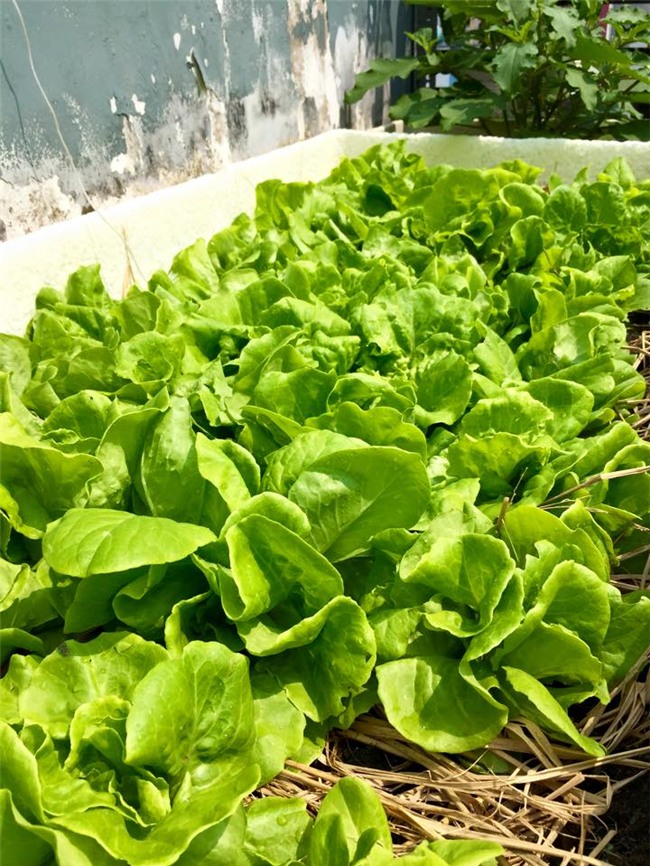 phuc lan bo 8x voi tai trong rau nuoi ga ca phu kin san thuong 80m² hinh anh 18