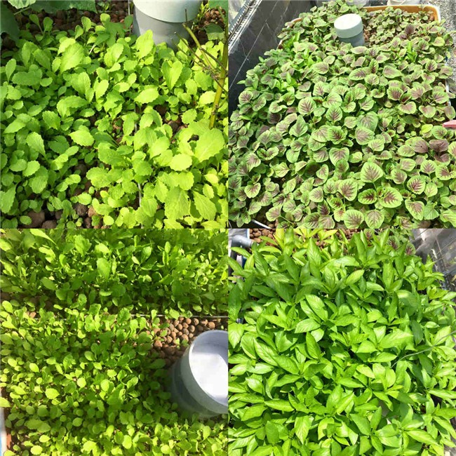 phuc lan bo 8x voi tai trong rau nuoi ga ca phu kin san thuong 80m² hinh anh 19