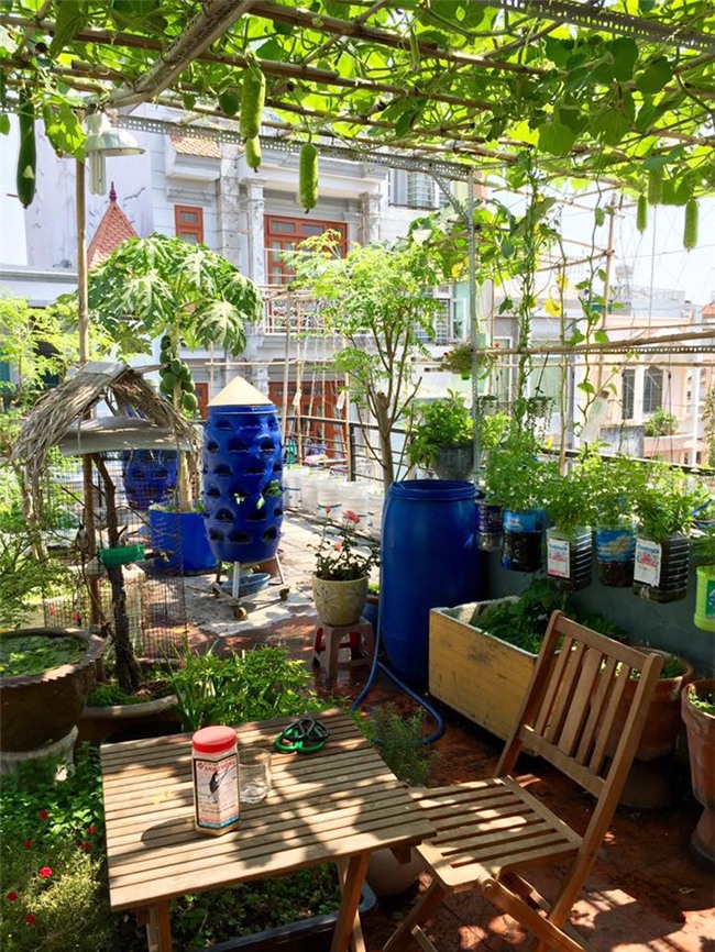 phuc lan bo 8x voi tai trong rau nuoi ga ca phu kin san thuong 80m² hinh anh 2