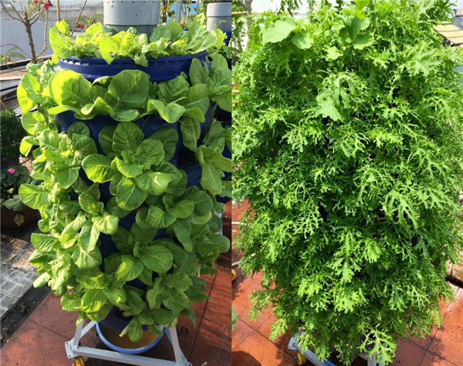 phuc lan bo 8x voi tai trong rau nuoi ga ca phu kin san thuong 80m² hinh anh 20