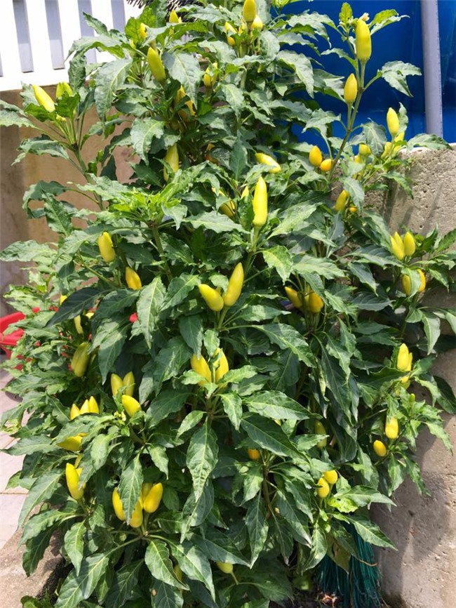 phuc lan bo 8x voi tai trong rau nuoi ga ca phu kin san thuong 80m² hinh anh 21