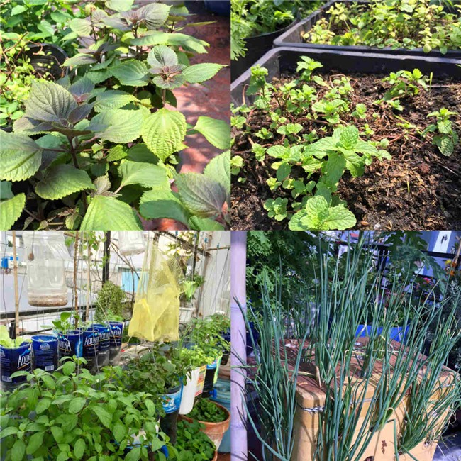 phuc lan bo 8x voi tai trong rau nuoi ga ca phu kin san thuong 80m² hinh anh 22