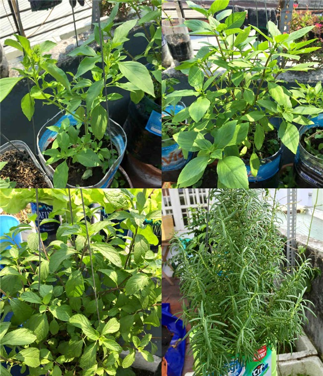 phuc lan bo 8x voi tai trong rau nuoi ga ca phu kin san thuong 80m² hinh anh 23