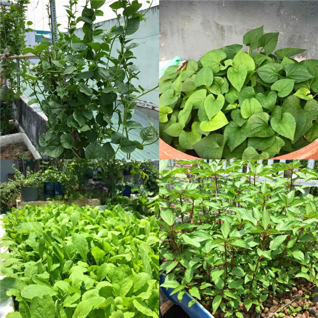 phuc lan bo 8x voi tai trong rau nuoi ga ca phu kin san thuong 80m² hinh anh 25