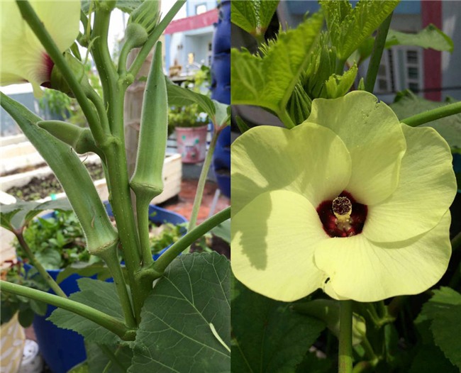 phuc lan bo 8x voi tai trong rau nuoi ga ca phu kin san thuong 80m² hinh anh 26