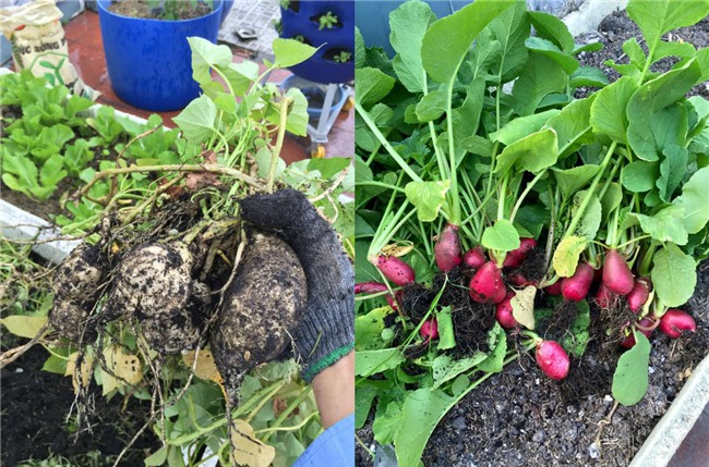 phuc lan bo 8x voi tai trong rau nuoi ga ca phu kin san thuong 80m² hinh anh 27