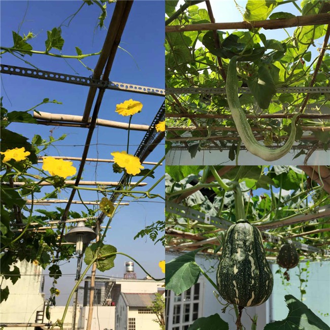 phuc lan bo 8x voi tai trong rau nuoi ga ca phu kin san thuong 80m² hinh anh 29