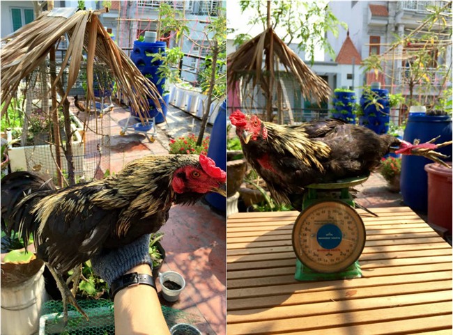 phuc lan bo 8x voi tai trong rau nuoi ga ca phu kin san thuong 80m² hinh anh 3