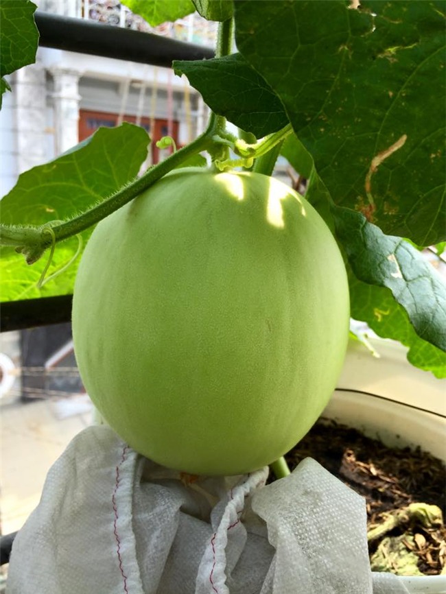 phuc lan bo 8x voi tai trong rau nuoi ga ca phu kin san thuong 80m² hinh anh 30