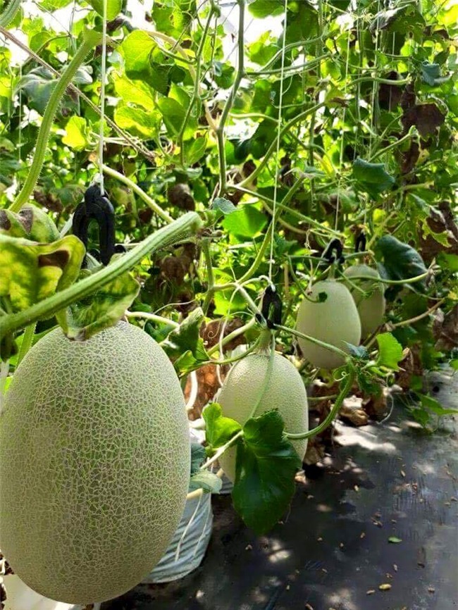 phuc lan bo 8x voi tai trong rau nuoi ga ca phu kin san thuong 80m² hinh anh 31