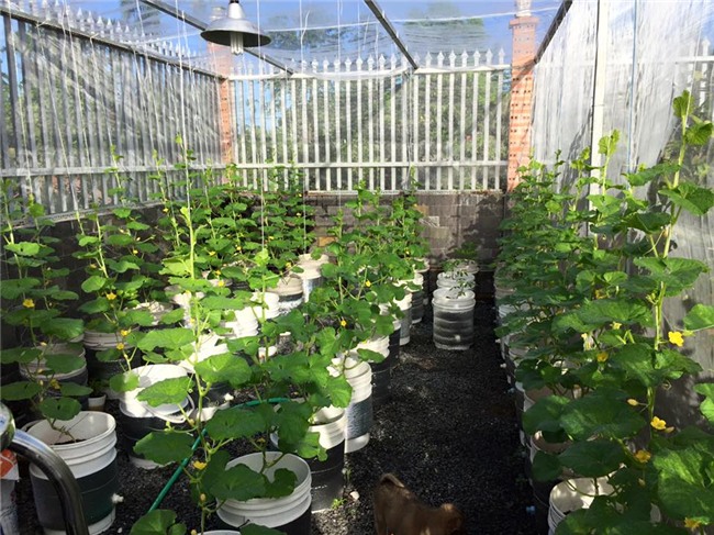 phuc lan bo 8x voi tai trong rau nuoi ga ca phu kin san thuong 80m² hinh anh 33