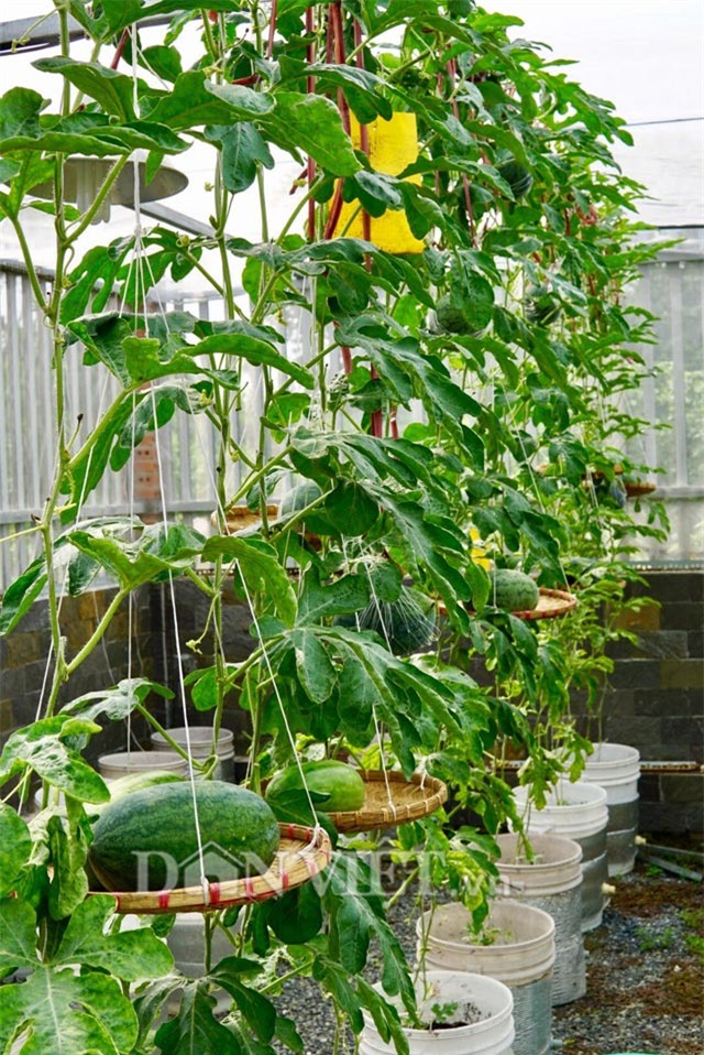 phuc lan bo 8x voi tai trong rau nuoi ga ca phu kin san thuong 80m² hinh anh 34