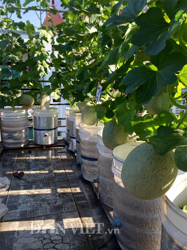 phuc lan bo 8x voi tai trong rau nuoi ga ca phu kin san thuong 80m² hinh anh 35