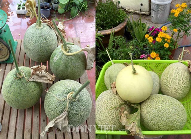 phuc lan bo 8x voi tai trong rau nuoi ga ca phu kin san thuong 80m² hinh anh 36