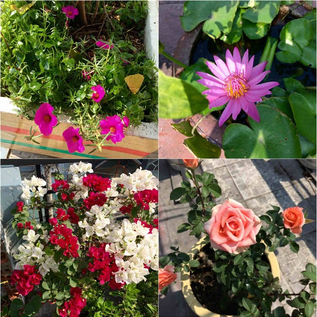 phuc lan bo 8x voi tai trong rau nuoi ga ca phu kin san thuong 80m² hinh anh 37