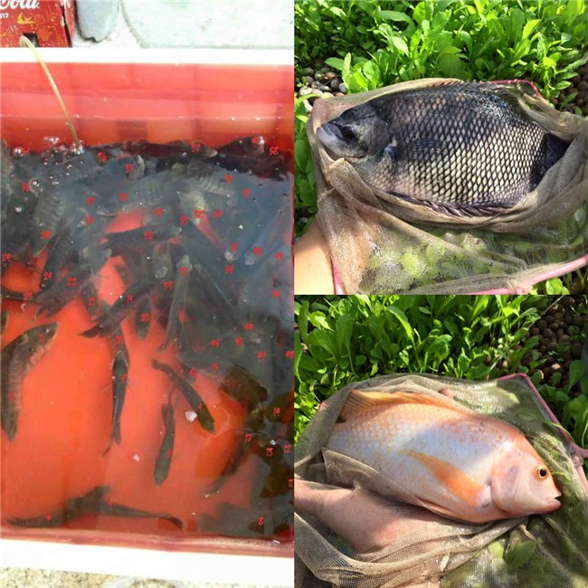 phuc lan bo 8x voi tai trong rau nuoi ga ca phu kin san thuong 80m² hinh anh 4