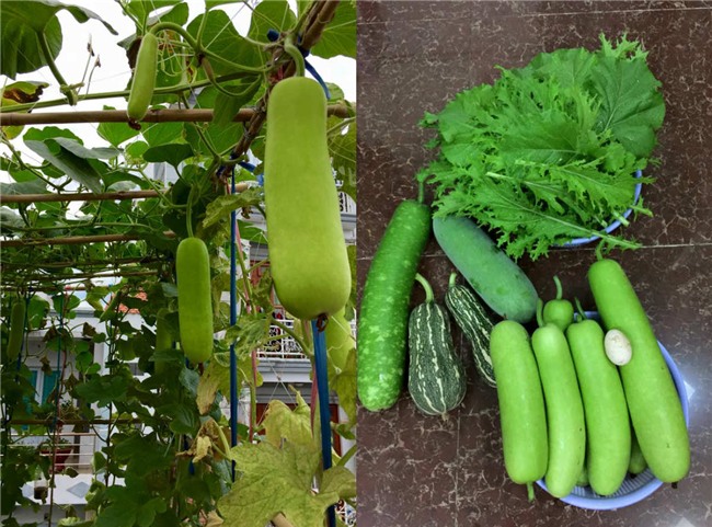 phuc lan bo 8x voi tai trong rau nuoi ga ca phu kin san thuong 80m² hinh anh 5