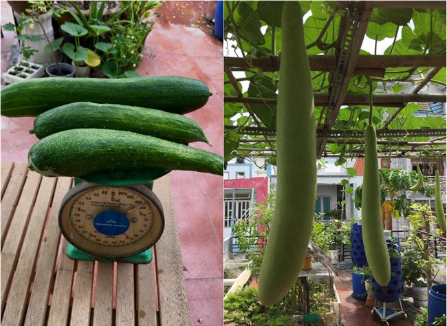 phuc lan bo 8x voi tai trong rau nuoi ga ca phu kin san thuong 80m² hinh anh 6