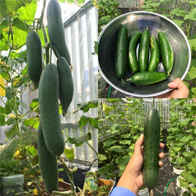 phuc lan bo 8x voi tai trong rau nuoi ga ca phu kin san thuong 80m² hinh anh 7