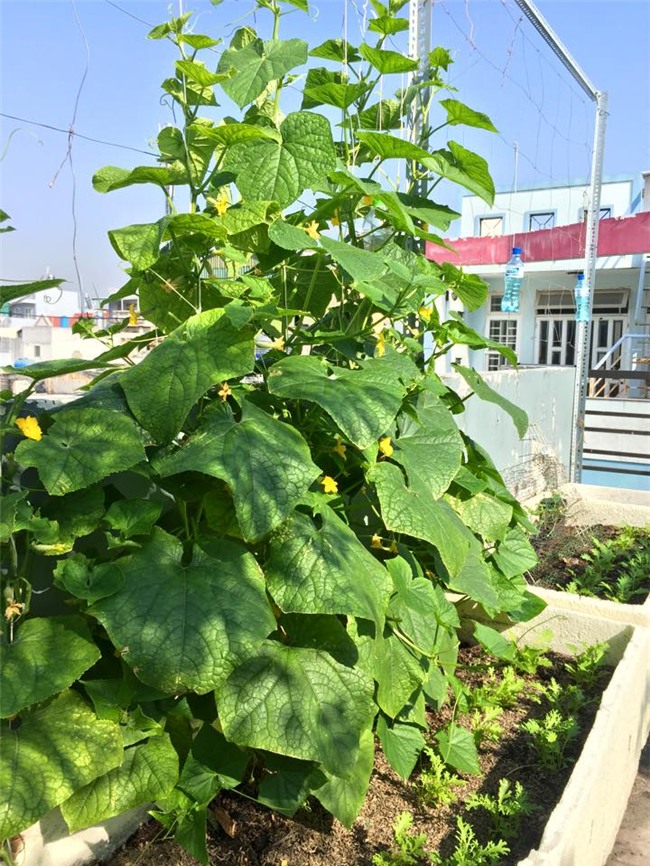 phuc lan bo 8x voi tai trong rau nuoi ga ca phu kin san thuong 80m² hinh anh 8